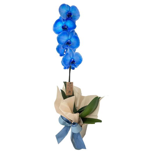 Orquidea Phalaenopsis Azul