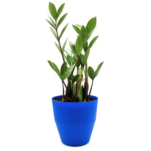 Cachepot com Planta Zamioculca (Azul)
