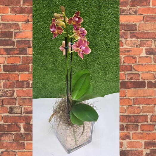 Mini orquidea Phalaenopsis natural cor vinho com bordas amareladas