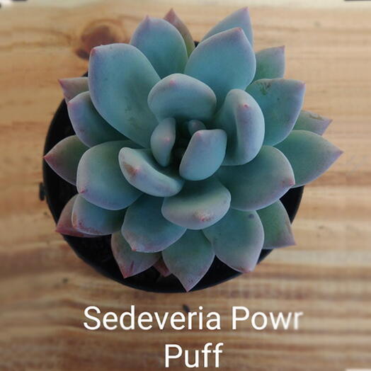 Suculenta Sedeveria Powr Puff