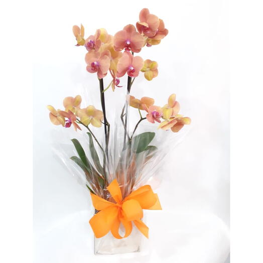 Orquidea Phalaenopsis Laranja