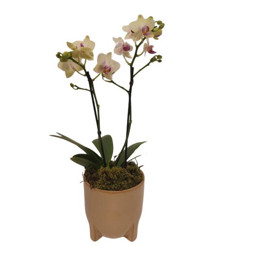 Mini Orquidea no Vaso de Cerâmica Bege