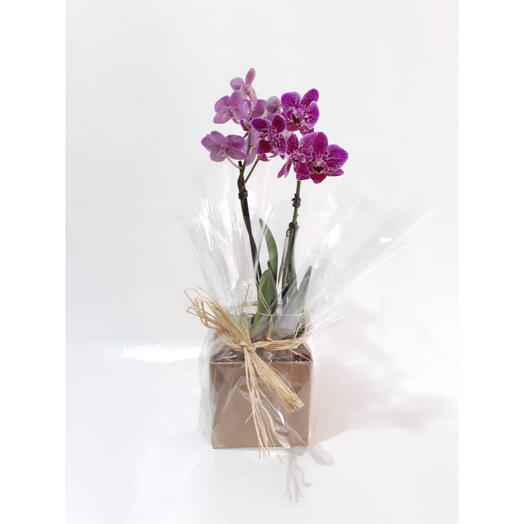 Mini Orquidea Phalaenopsis Lilas