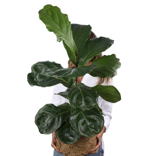 Planta Ficus Lyrata no cachepot Caramelo G