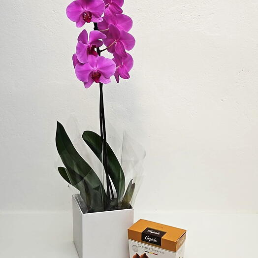 Box com Orquidea Phalaenopsis Pink com Trufas Belgas