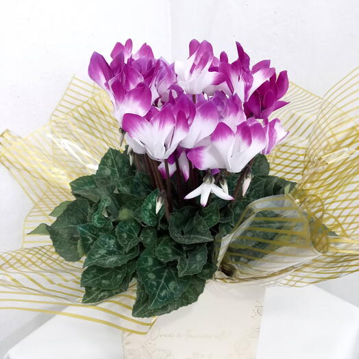 Vaso de plantas Cyclamen Bicolor