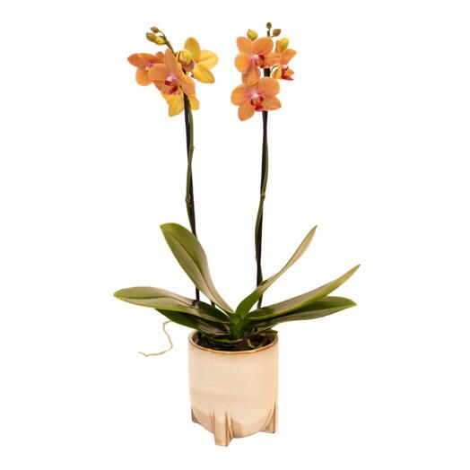 Mini Orquidea No Vaso de Cerâmica Bege