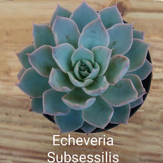 Suculenta Echeveria Subsessilis