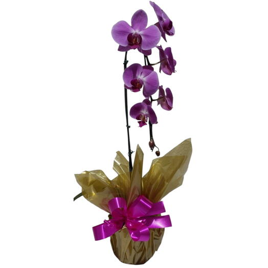 Orquideas Lilas