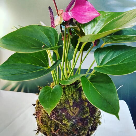 Kokedama de mini Anturio roxo