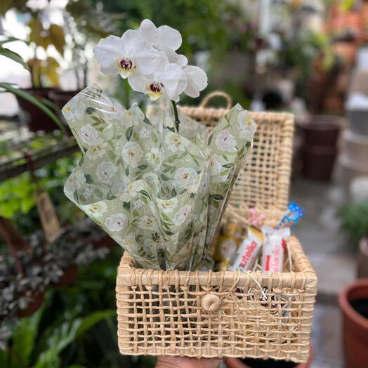 Cesta Orquidea e Chocolates