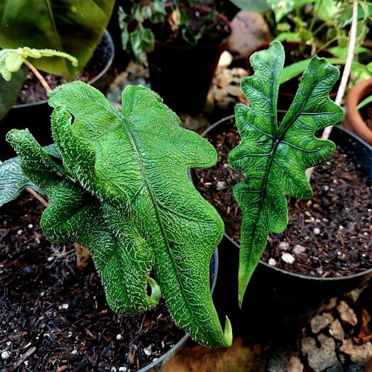 Alocasia Jacklyn