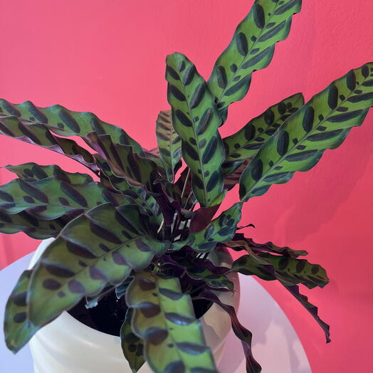 Maranta Insignis (Calathea Insignis)