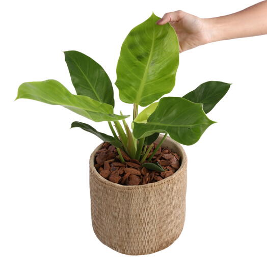 Planta Philodendron no Cachepot Bege M