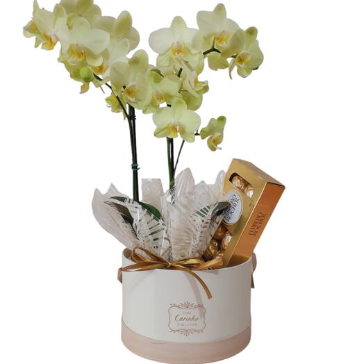 Orquidea phalaenopsis midi box luxo Ferrero Rocher