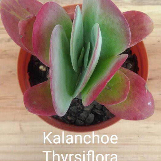 Suculenta Kalanchoe thyrsiflora (orelha de elefante)