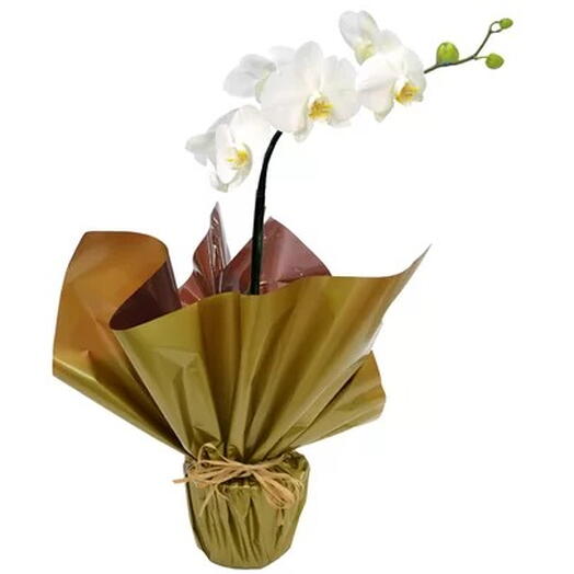 Orquidea Pharianopolis