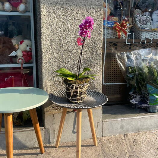 orquidea lilas em vaso de madeira