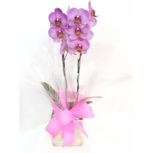 Orquidea Phalaenopsis Lilas