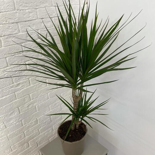 Planta de casa Dracaena 2 hastes