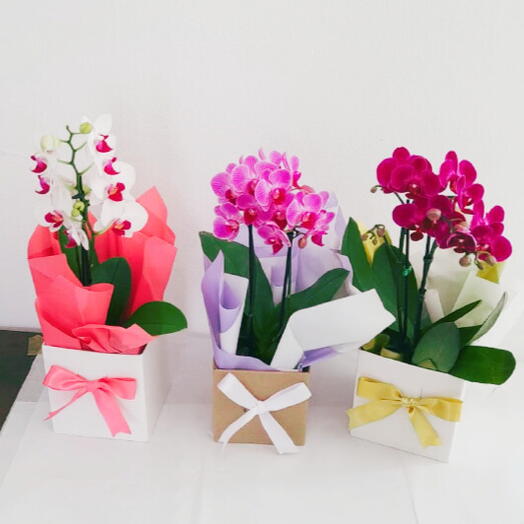 Kit com 3 minis orquideas phalanoplis decorado para presente