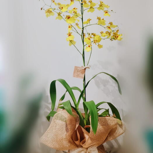 Orquidea chuva de outro com embalagem