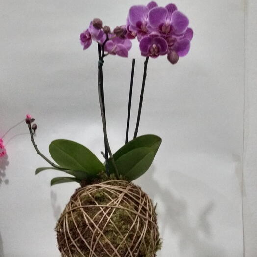 Kokedama de mini orquidea phalaenopsis rosa