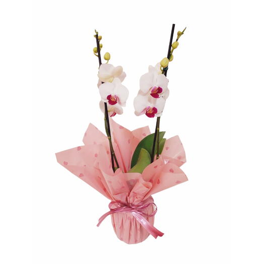 Mini orquidea branca e pink
