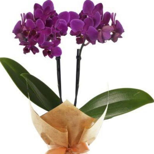 Orquidea Lilas